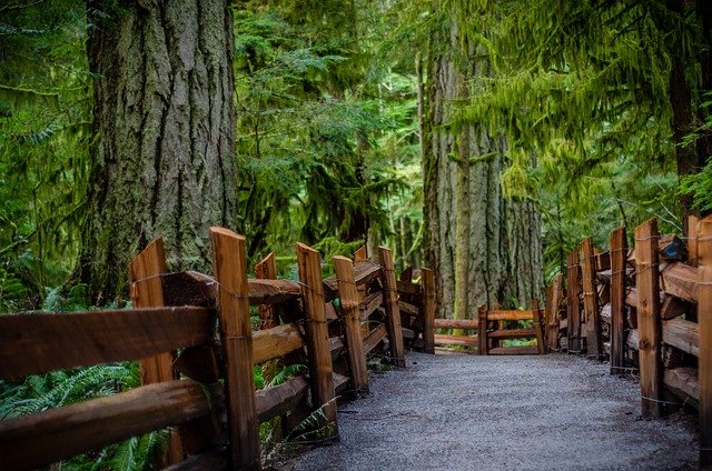 image showing trees and a bridge in cathedral grove